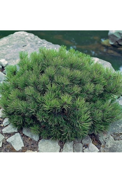 Компактна сосна "Бамбіно" з густою хвоєю.